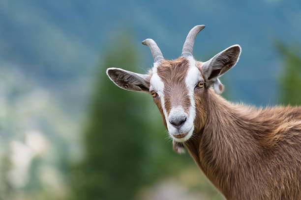 Goat 1